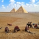 Tired camels take a break in front of the pyramids.